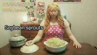 The clay pot is a spherical soil "Bean sprouts cultivation in clay pot"  SARU's Sprout Lab さるのもやし研究室