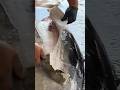 Oddly satisfying fish scale removal 😌🐟 #fishing #nature #wildlife