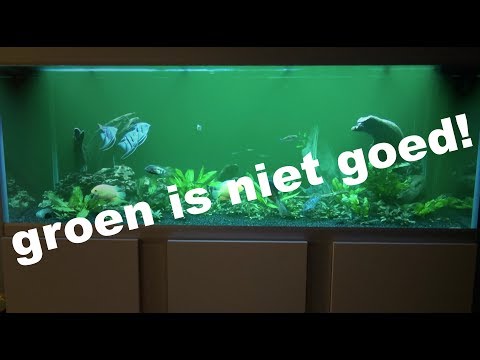 Video: Hoe Aquariumguppy's Te Behandelen Voor Vinrot?