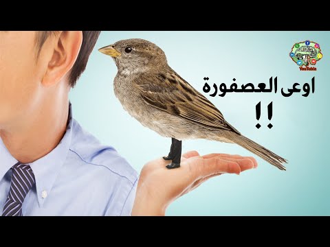 أوعى العصفورة يوتيوبيا وائل سلطان