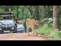 Wildlife All Documentary | Tiger | Tadoba | Umred Karhandla | Pench | Bor Wildlife | Tiger