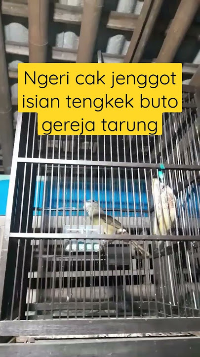 WOW CUCAK JENGGOT ISIAN TENGKEK BUTO GEREJA TARUNG