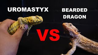 Bearded Dragons Vs Uromastyxs !! Which One Should You Get ??