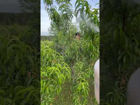 Peach Tree Spray