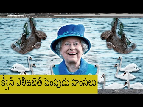 Elizabeth queen pet ducks