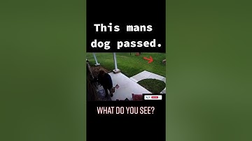 Ring Camera Captures The Heartwarming Presence Of Man