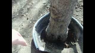 How to Get Rid of Peach Tree Borers
