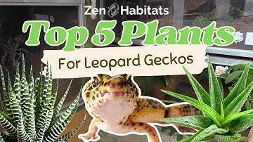 The 5 BEST Plants for Leopard Gecko Bioactive & Naturalistic Enclosures
