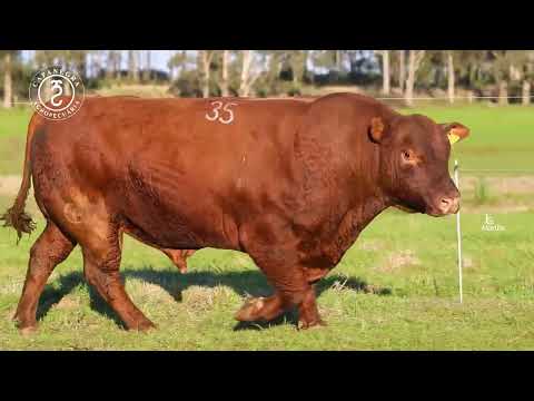 LOTE 35
