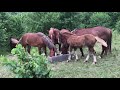 Коні Стрийщини. Поповнення в господарстві/ коні ваговози 🐴🐴🐴💣💣💣💯🔥👍🏻