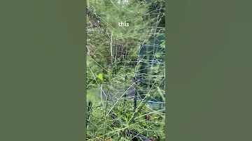 Garden Buddies Of Some Sort I Assume Garden Asparagus Insects Creepycrawler Flyinginsects 