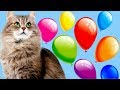 УЧИМ ЦВЕТА Кошечка Лопает Цветные Воздушные ШАРИКИ Развивающее видео для Детей