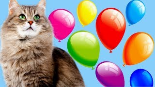 УЧИМ ЦВЕТА Кошечка Лопает Цветные Воздушные ШАРИКИ Развивающее видео для Детей