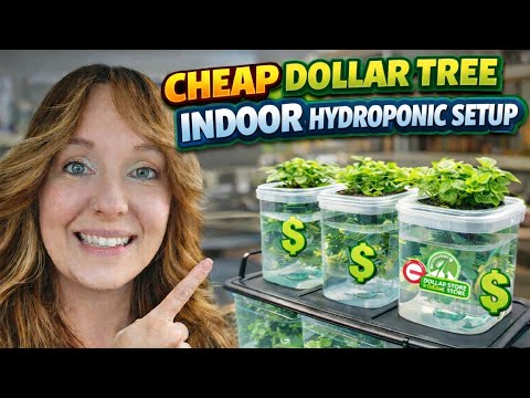 Cheap Dollar Store Kratky Hydroponic System Setup