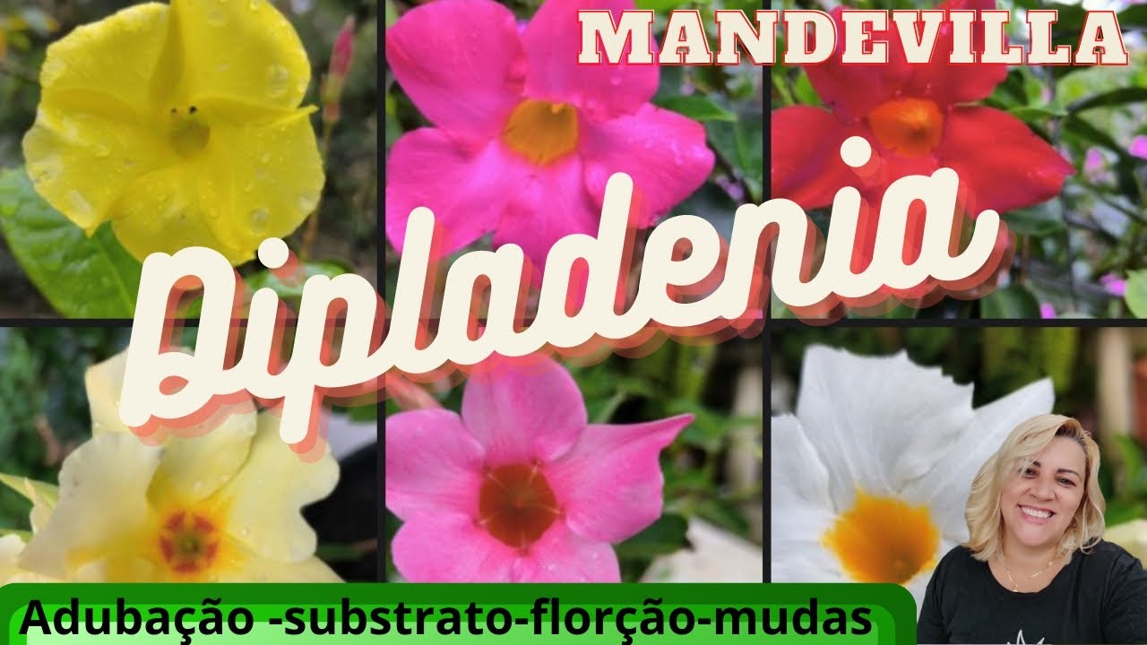 minhas Dipladenias - mandevilla - mostrei e dei dicas de cultivo - linda flor trepadeira de sol