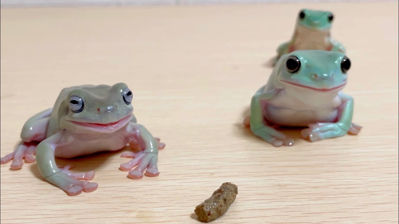 2匹のカエルの間にエサを落としてみたら - YouTube