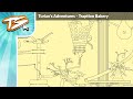 Rube Goldberg Mouse Trap  Brain Games - YouTube