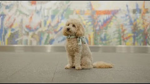 🎥 Congrex - Crafting Memories Beyond Borders! 🌍