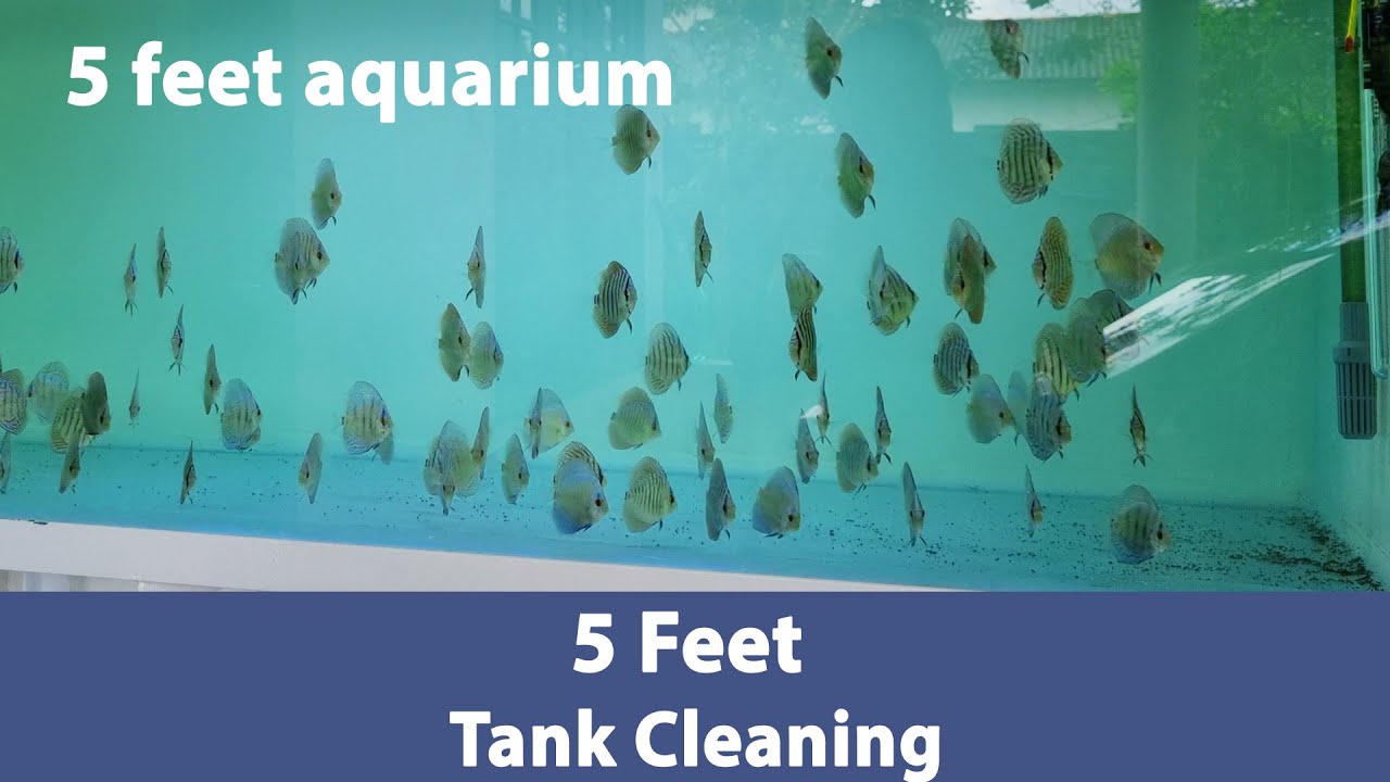 5 feet discus aquarium cleaning - YouTube - Cleaning Discus Aquarium