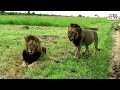 Archive Mapogo Lion Footage: Makulu Mapogo And Mr.T