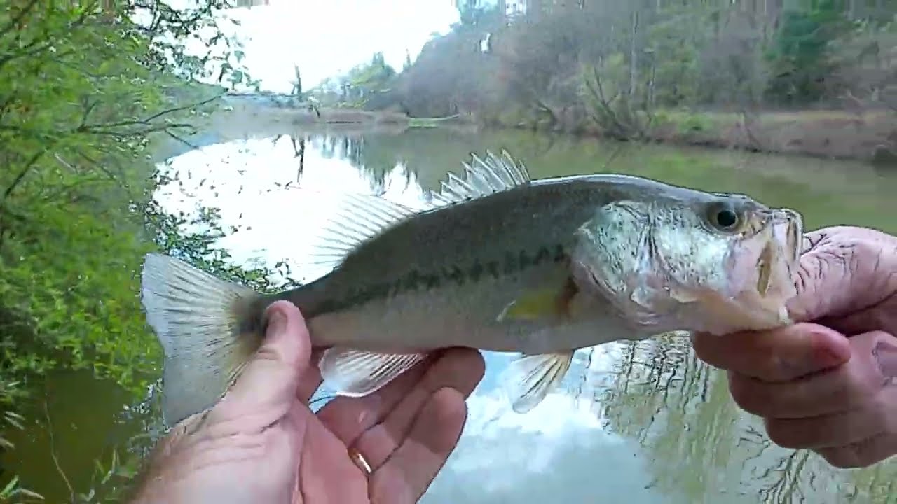 Lunch break challenge #pondfishing #fishing #bassfishing