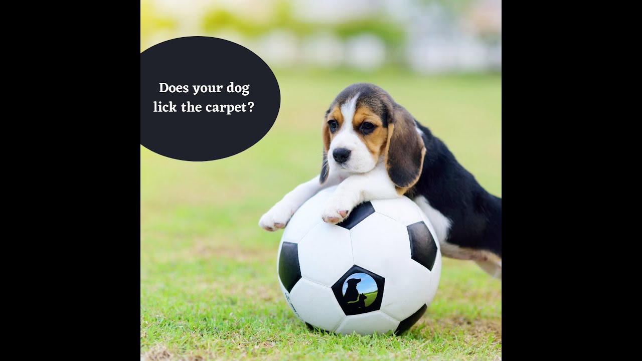 Natural Dog Supplement Cured Beagle of bloat, indigestion and vomiting