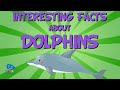 INTERESTING FACTS: DOLPHINS - The most curious marine mammals! | Educational Videos for Kids