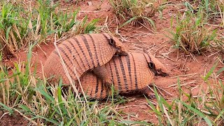 SIXBANDED ARMADILLO breeding season (EUPHACTUS SEXCINTUS), TATUPEBA, Yellowhanded Armadillo, PEBA.