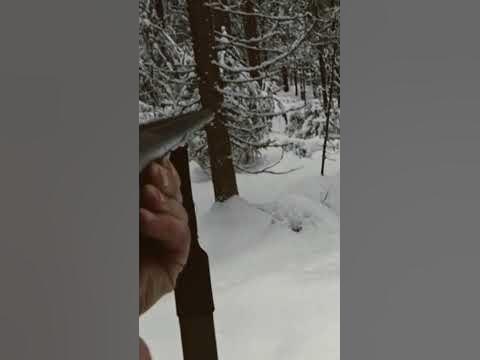 Хитрый заяц, быстрый стрелок. - YouTube
