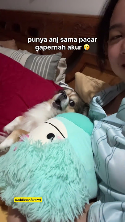 Anj sama pacar gak akur #viral #videolucu #memes #anjing #pacar #relationship  #trending #fyp
