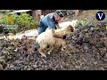 Rescatan in extremis a un rebaño de ovejas ante la erupción del volcán de la Palma
