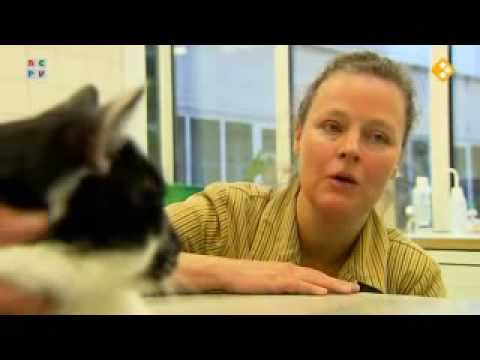 Video: Cytoxan - Medicatie- En Receptlijst Voor Huisdieren, Honden En Katten