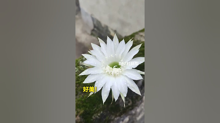 沒想到在貧瘠的墻面上，仙人球也能開出這么美的花！祝見者好運、一路生花！#好運 #祝福 #快看熱點 （來源：$$$）