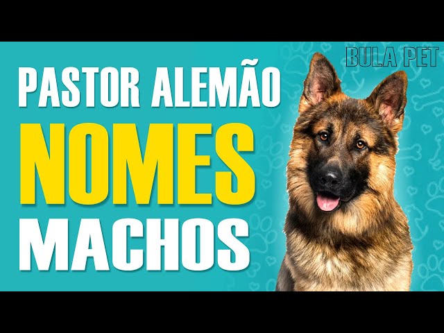 Nomes para Pastor Alemão: confira + de 300 opções!