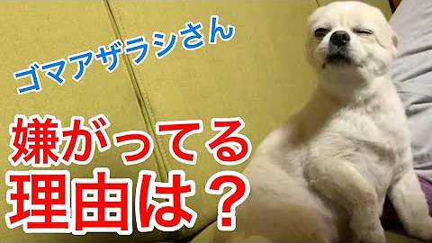 くーちゃん 犬