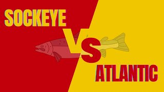 Sockeye vs. Atlantic Salmon (A QUICK COMPARISON)