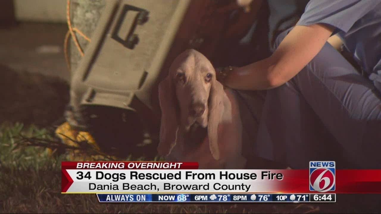 34 dogs rescued from fire - YouTube