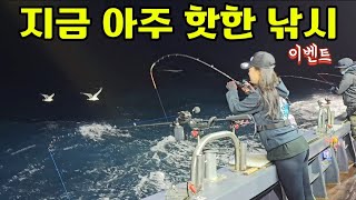 한치낚시 갔는데 아주 난리가 났습니다 ‼️이벤트포함‼️