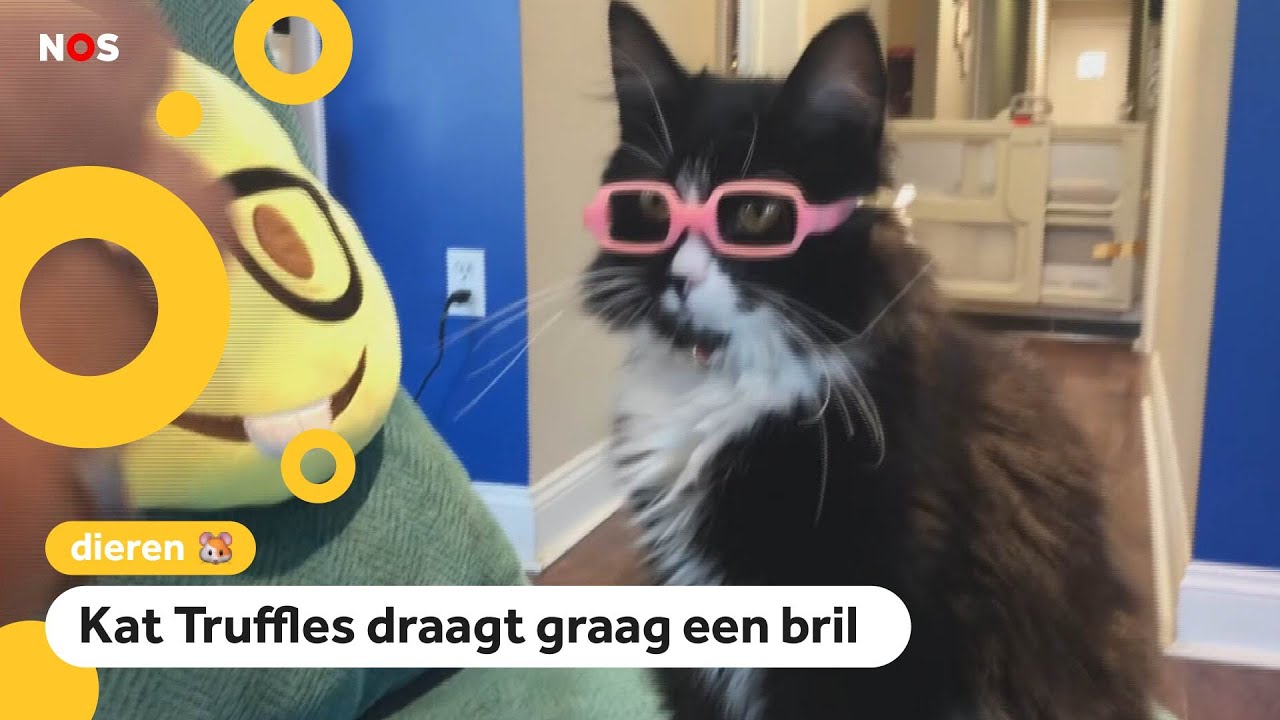 Bril nodig deze kat kan je daarbij helpen youtube