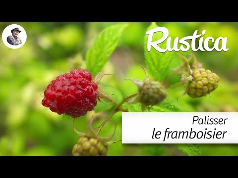 Vidéo: Maladies de la canne à framboise - Comment traiter les cannes de framboise qui brunissent