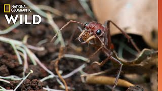 The Australian Bull-Ant | 10 Animals that Can Kill You