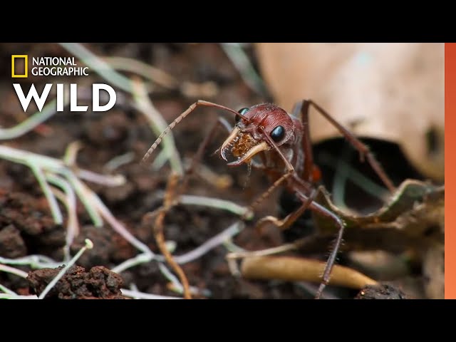 The Australian Bull-Ant | 10 Animals that Can Kill You class=