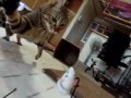 けしからん猫で遊んでみた。（ニャグザイル編）jumping cat cannot catch a mouse