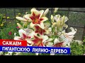 Сажаем гигантскую  лилию-дерево