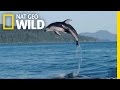 A showy dolphin superpod  destination wild