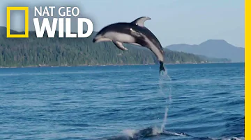 A Showy Dolphin Super-Pod | Destination WILD