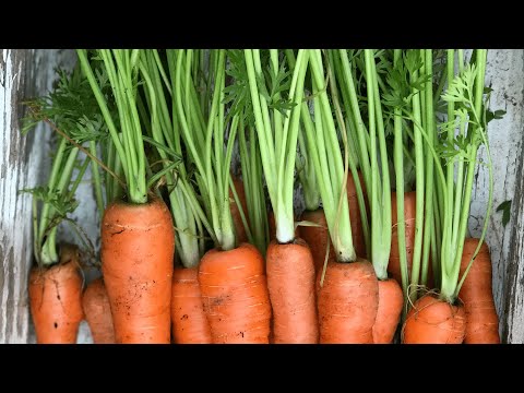 Video: När börjar sådden av morötter på våren? Planterings- och såkalender för trädgårdsmästare