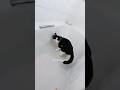 #foryou #funny #cat #shortvideo #yutube