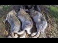 Коллективная охота на зайца (облава) / лучшие моменты из охоты