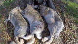Коллективная охота на зайца (облава) / лучшие моменты из охоты Коллективная охота на зайца (облава) / лучшие моменты из охоты